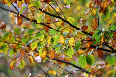 Beech (Fagus), leaves, autumn, colourful, chlorophyll, The different coloured leaves on the tree