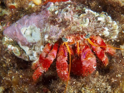 A hermit crab with a red body and a pattern on its shell, the Red Hermit Crab (Dardanus calidus),