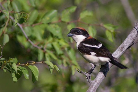 Lanius senator, red-headed shrike, woodchat shrike, birds, Bulgaria, male, passeri, songbirds,