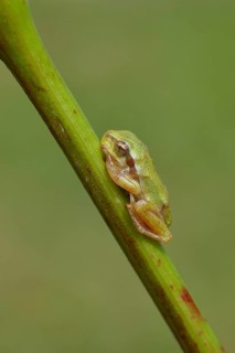 European tree frog (Hyla arborea) sitting on a branch in its natural environment, Lake Neusiedl