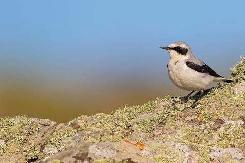 Wheatear, Oenanthe oenanthe, Lesvos, Greece
