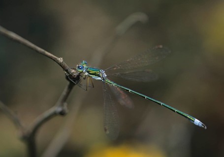 Little ruismaids, lestes virens, small spreadwing, damselflies, dragonflies, insects, leo,