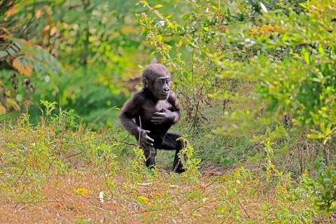 Western gorilla (Gorilla gorilla), young, baby, display behaviour, displaying, chest-beating, on