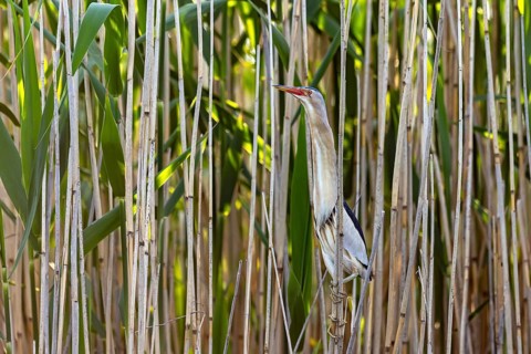 Common little bittern (Botaurus minutus, Ixobrychus minutus) male foraging in reed bed, reedbed