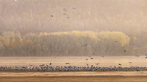 Birds fly over a wide field in front of an autumnal forest, fog envelops the scene, The cranes in