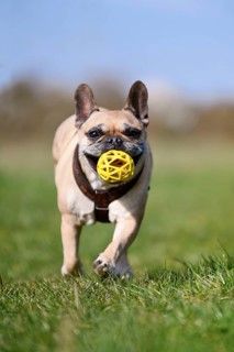 French Bulldog dog playing fetch with a ball in its mouth across a green meadow