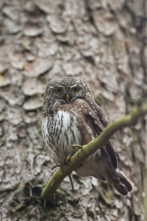 Eurasian Pygmy Owl (Glaucidium passerinum) female, Bavaria, Germany