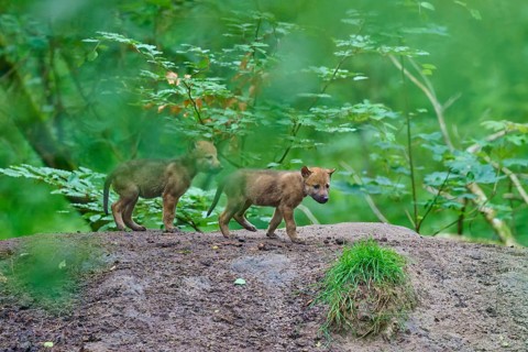 Two wolf cubs curiously explore the forest, Wolf (Canis lupus), Germany