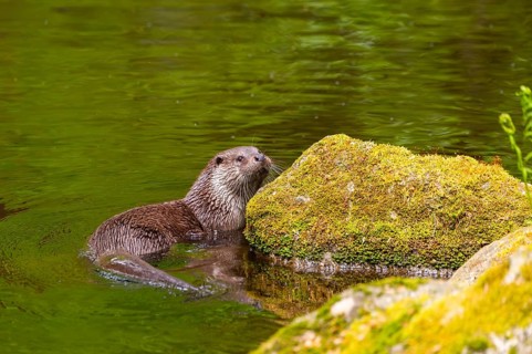 Eurasian otter (Lutra lutra) on the edge of a little lake in a forest, Bavaria, Germany