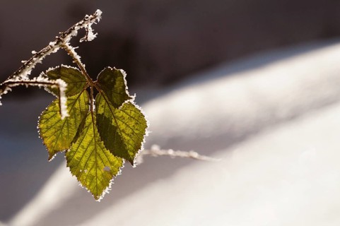 Snow, snow, winter