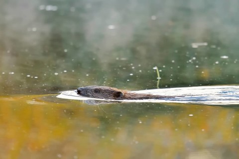 A European beaver (Castor fiber) swimming in the Lippe at dawn, North Rhine-Westphalia, Germany