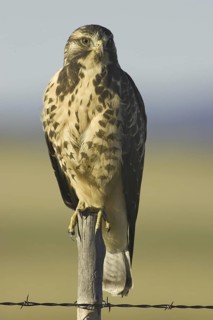 Swainson's Hawk (Buteo swainsoni), Arizona, USA