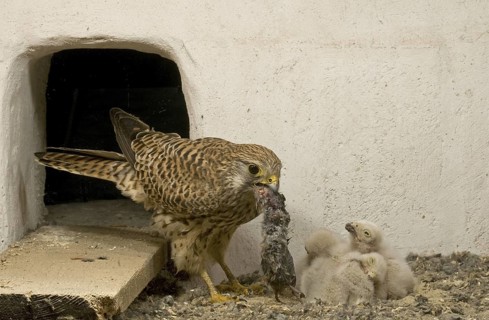 Common Kestrel (Falco tinnunculus) juvenile, Saxony, Germany