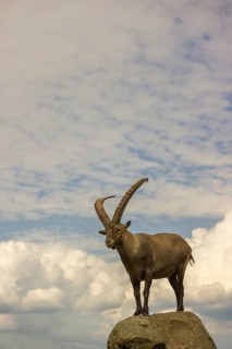 A male ibex (Capra ibex) stands on a rock. Behind him is a sky with interesting clouds