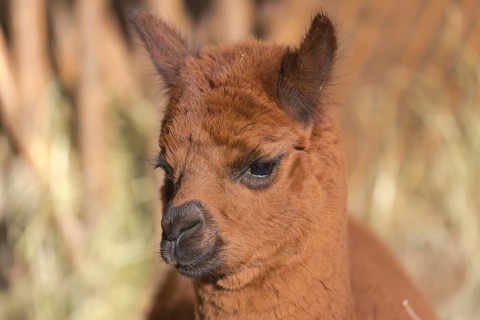 Portrait of a young brown Alpaka