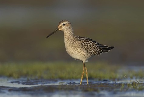 Stilt Sandpiper (Calidris himantopus), Ohio, USA