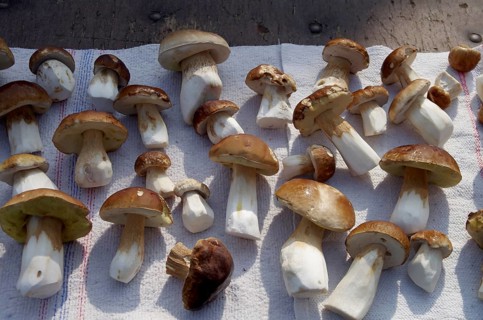 Porcini mushrooms (Boletus), ready to cook, fresh, several, The edible mushrooms are ready cleaned