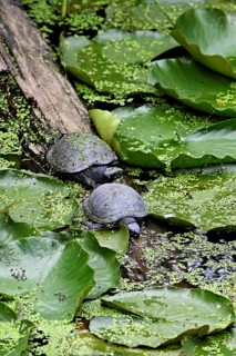 A group of European pond turtles (Emys orbicularis) sitting on a tree trunk in a pond, Switzerland