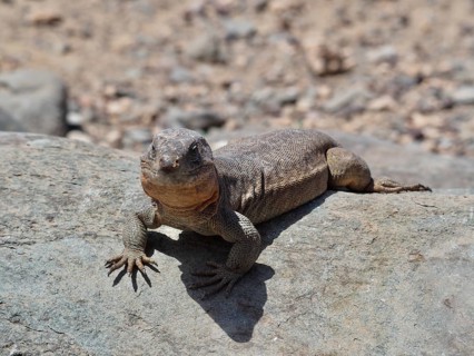 A Gran Canaria giant lizard (Gallotia stehlini) basks on a rock in an arid desert landscape, Gran