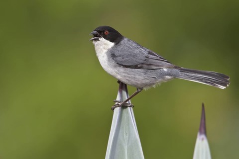 Black-capped Warbling-Finch (Poospiza melanoleuca) perched on a branch in Bolivia, South America