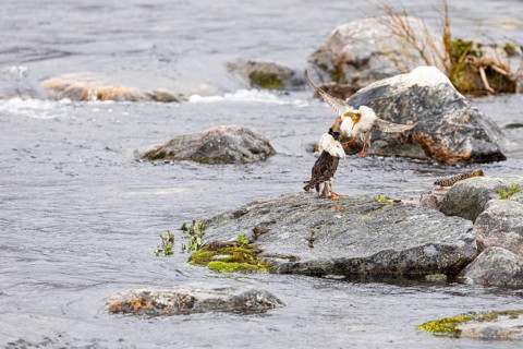 Ruff (Calidris pugnax), two males courting a female on a stone slab in the river, Varanger,