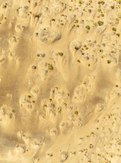 Sparse desert vegetation, mainly Salsola species. Aerial view. Drone shot. Namib Desert, Skeleton