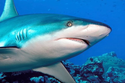 Underwater close-up photo showing a three-quarter profile of a Grey reef shark (Carcharhinus