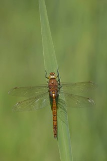 Norfolk hawker dragonfly (Aeshna isoceles) adult insect resting on a reed leaf in summer, Suffolk,