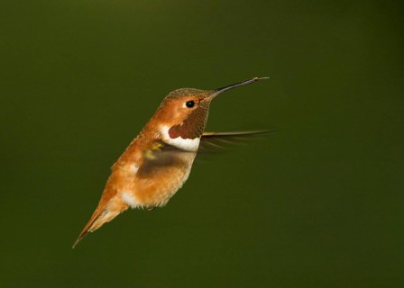 Male Rufous Hummingbird hovering