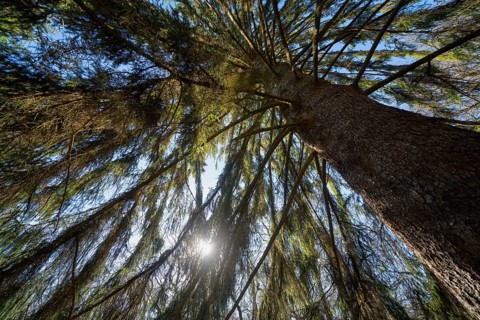 Spruce, Primeval forest Urwald Sababurg, Hofgeismar, Weser Uplands, Weserbergland, Hesse, Germany