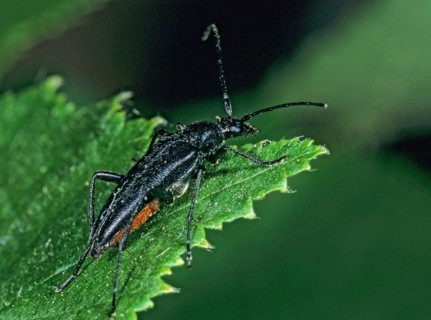 Black Schmalbock, Small Black Longhorn Beetle, Stenurella Nigra, Beetle, Longhorn Beetle, Insects,