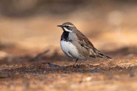 Chestnut Quail-thrush (Cinclosoma castanotum) young male perched on the ground, Victoria, Australia