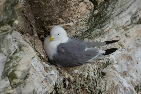 Black legged kittiwake (Rissa tridactyla) adult seabird bird on its nest on a cliff ledge in