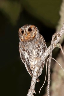 Flammulated Owl Psiloscops flammeolus Santa Catalina Mountains, Pima County, Arizona, United States