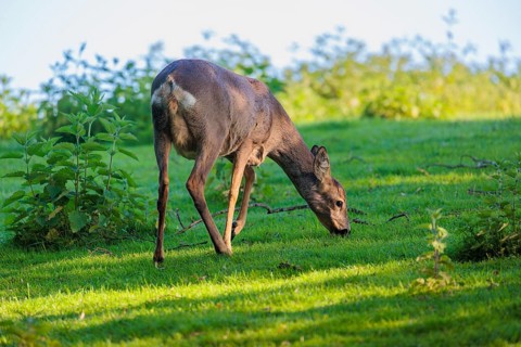 An adult female roe deer (Capreolus capreolus) grazes in a green meadow on a sunny day. Bavaria,