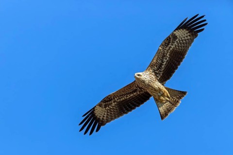Black Kite, Milvus migrans, Israel