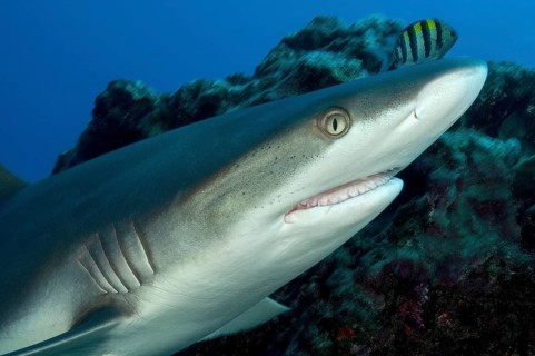Underwater photo close-up of head of Grey reef shark (Carcharhinus amblyrhynchos) swimming over