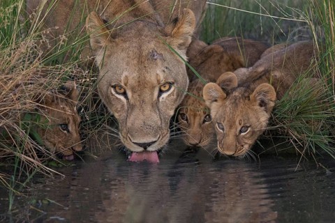 African Lion (Panthera leo) mother with cubs drinking at waterhole, Okavango Delta, Botswana