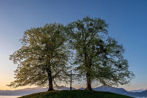 Two trees, chritstliches cross, mistletoe, backlight, sunrise, mountains, spring, view of
