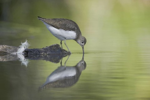 Green Sandpiper (Tringa ochropus), Saxony, Germany