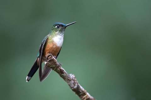 Violet-tailed Sylph (Aglaiocercus coelestis) female perched on a branch, Andes Mountains, Colombia