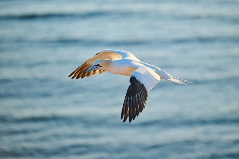 Northern gannet (Morus bassanus) flying over the sea at sunset, wildlife, Helgoland, Germany