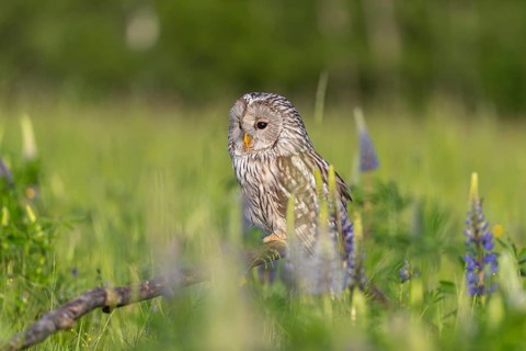 One Ural owl (Strix uralensis) sitting on a branch lying in a field of flowering lupines in late