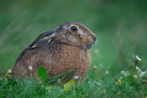 European brown hare (Lepus europaeus) adult animal in grassland during a rain storm, England,