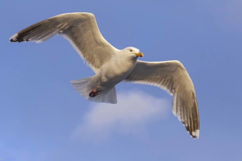 European Herring Gull (Larus argentatus) flying, Nord-Trondelag, Norway