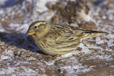 Rock Sparrow (Petronia petronia), Lesvos, Greece
