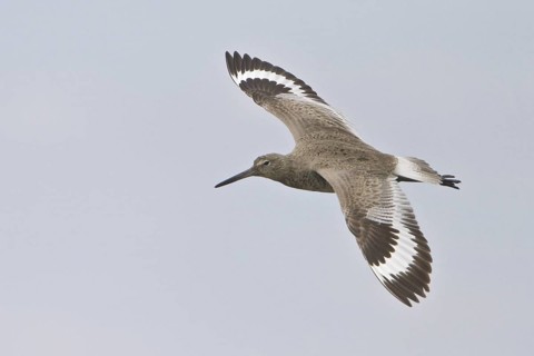 Willet (Tringa semipalmata), Alberta, Canada