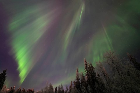 Northern Lights (Aurora borealis) over mature trees, Gällivare, Norrbotten, Lapland, Sweden,