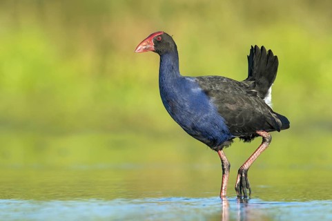 Australasian Swamphen (Porphyrio melanotus melanotus), Victoria, Australia