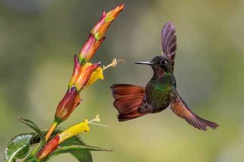 Brazilian Ruby (Clytolaema rubricauda) flying and feeding at a flower in the Atlantic rainforest of
